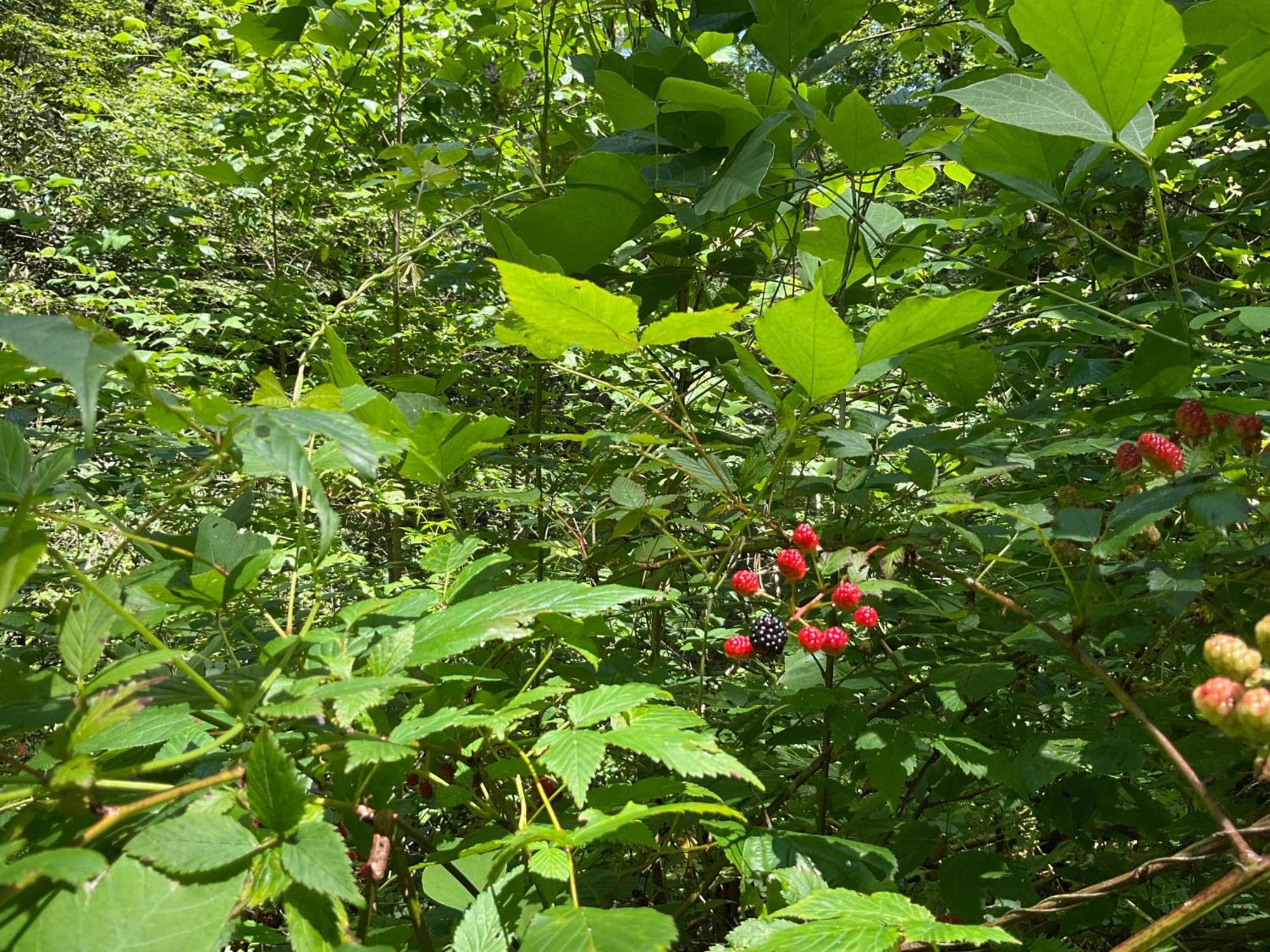 Lakemont Tallulah Gorge Retreat מראה חיצוני תמונה